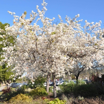 Pyrus kawakamii