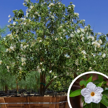 Cordia boissieri
