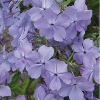 Phlox divaricata 'Blue Moon' 