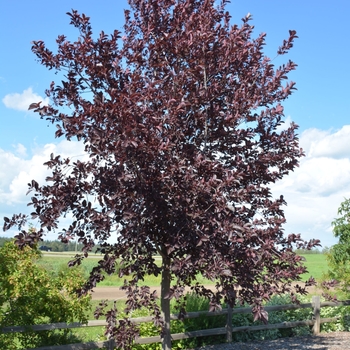 Prunus virginiana 'Canada Red' 