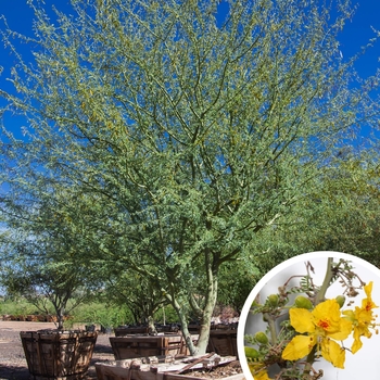 Parkinsonia praecox