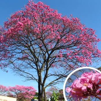 Tabebuia impetiginosa
