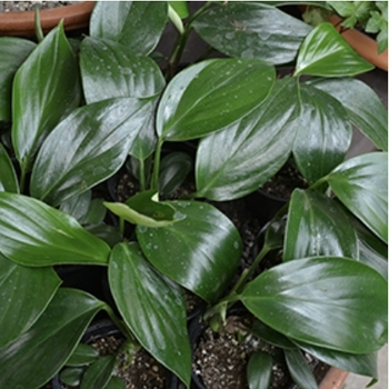 Epipremnum pinnatum