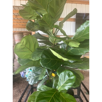 Ficus lyrata