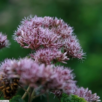 Eupatorium dubium 'Little Pye' 