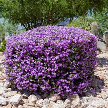 Leucophyllum frutescens