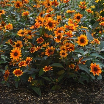 Heliopsis helianthoides 'Summer Eclipse' 