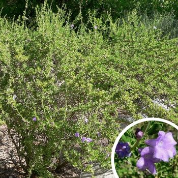 Leucophyllum langmaniae