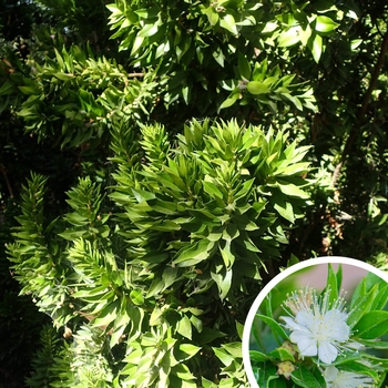 Myrtus communis 'Boetica' 