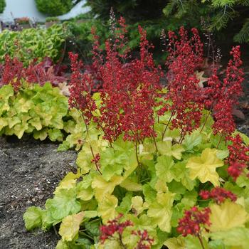 Heuchera Dolce® 'Appletini' (304833)