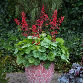 Heuchera Dolce® 'Appletini' (304834)