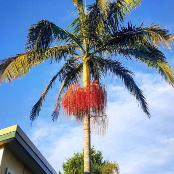 Archontophoenix cunninghamiana