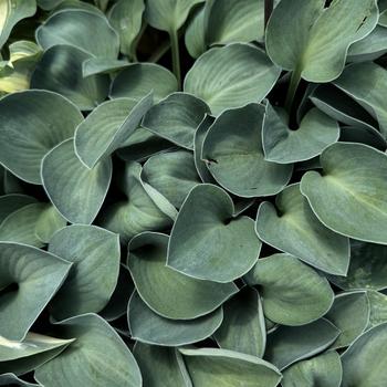 Hosta 'Blue Mouse Ears' (304838)