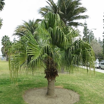 Livistona chinensis