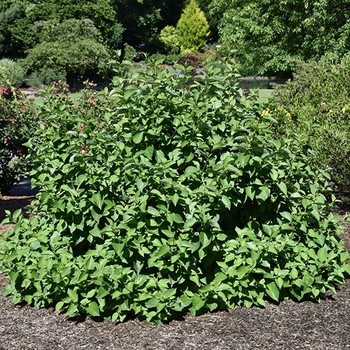 Cornus sericea 'Isanti' 