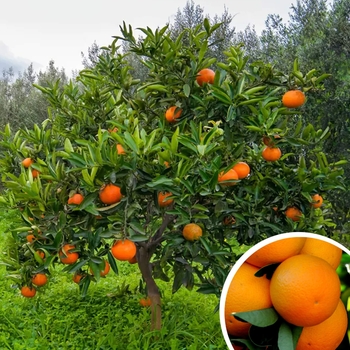 Citrus sinensis 'Washington' 