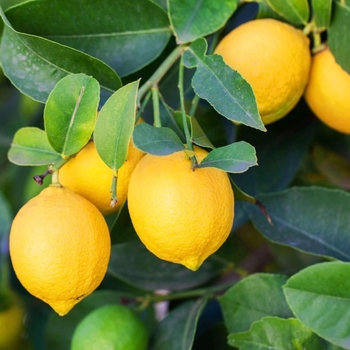 Citrus limon 'Eureka' 