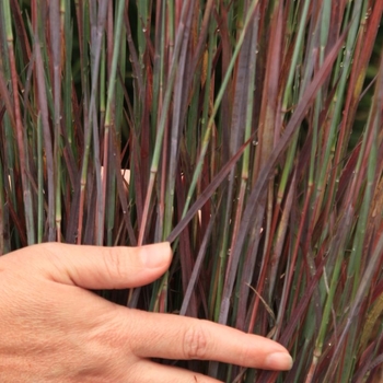 Schizachyrium scoparium 'Nontemoc' PPAF