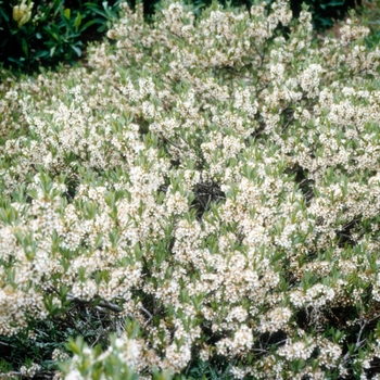 Prunus besseyi 'Pawnee Buttes®' PP20,564