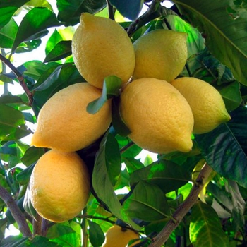 Citrus x limon 'Lisbon' 