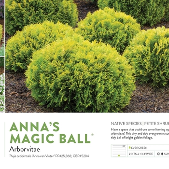 Thuja occidentalis 'Anna van Vloten' PP25868