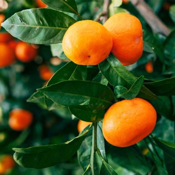 Citrus reticulata 'Tango' 