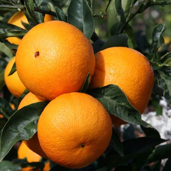 Citrus sinensis 'Cara Cara' 