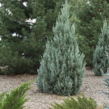 Juniperus scopulorum