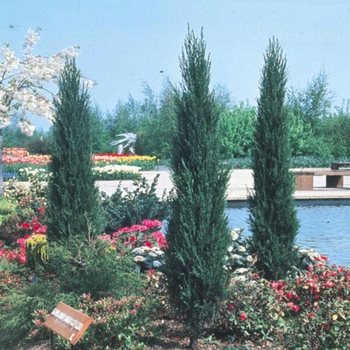 Juniperus scopulorum 'Skyrocket' 