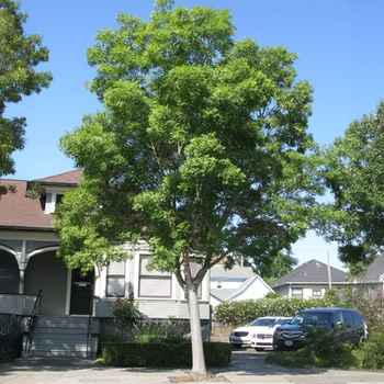 Fraxinus angustifolia