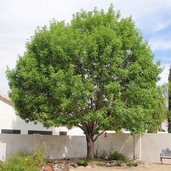 Fraxinus uhdei 'Monus' USPP12578P2
