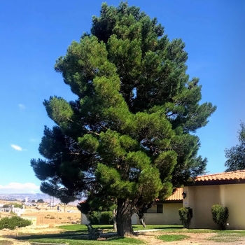 Pinus brutia ssp. eldarica