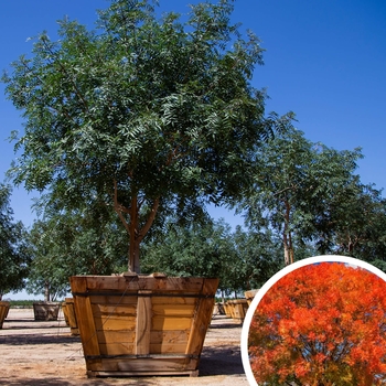 Pistacia chinensis 'Red Push' 