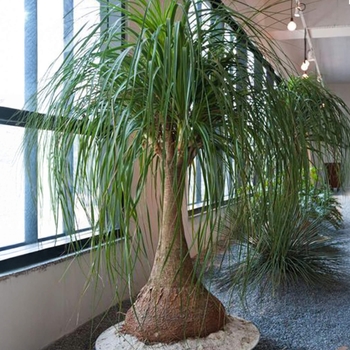 Beaucarnea recurvata