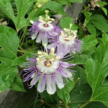 Passiflora incarnata