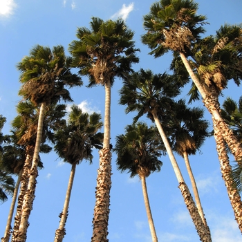 Washingtonia robusta