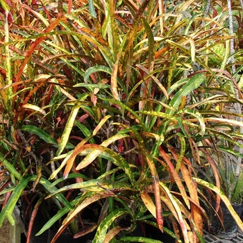 Codiaeum variegatum 'Zanzibar' 