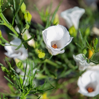 Alyogyne hakeifolia 'Santa Cruz' 
