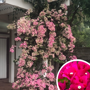 Bougainvillea 'Torch Glow' 