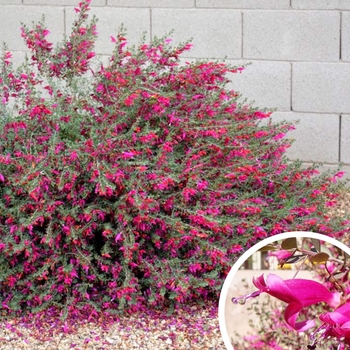Eremophila maculata 'Valentine®' PP19201P2