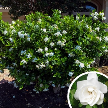 Gardenia jasminoides 'Miami Supreme' 