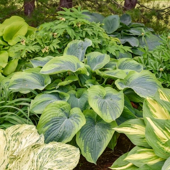 Hosta 'Terms of Endearment' PP34806