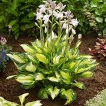 Hosta 'Colored Hulk' 