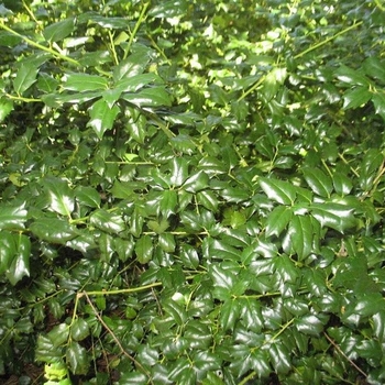 Ilex x meserveae 'Mesdob' 