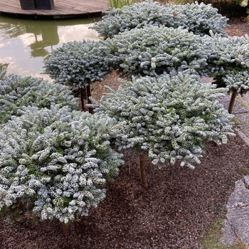 Abies koreana 'Kahout's Icebreaker' 