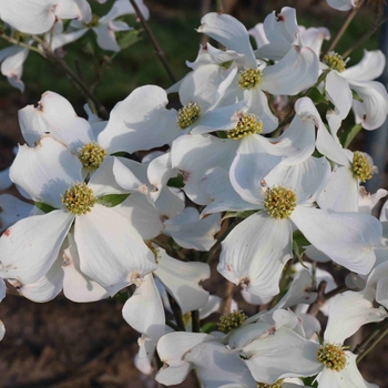 Cornus florida 'Appalachian Mist' PP13098
