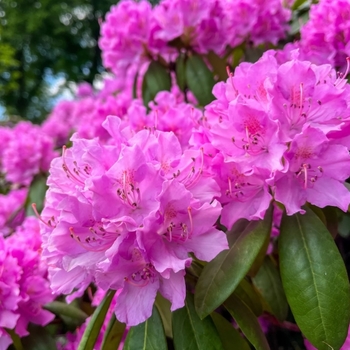 Rhododendron 'English Roseum' 