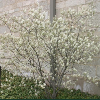 Amelanchier x grandiflora