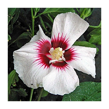 Hibiscus syriacus 'Helene' 