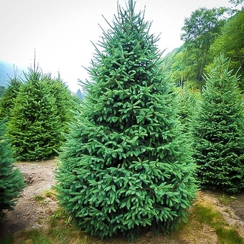 Picea glauca 'Montrose Charm' 